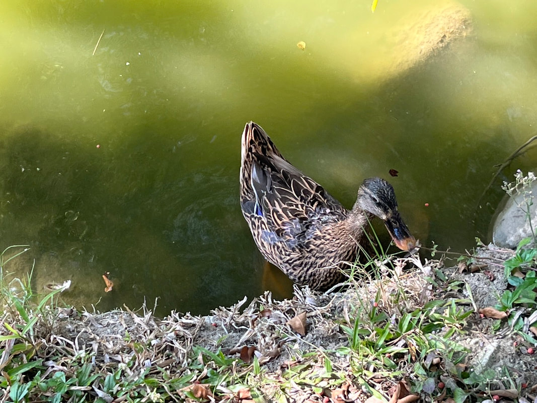 在池畔尋覓食物的鴨子