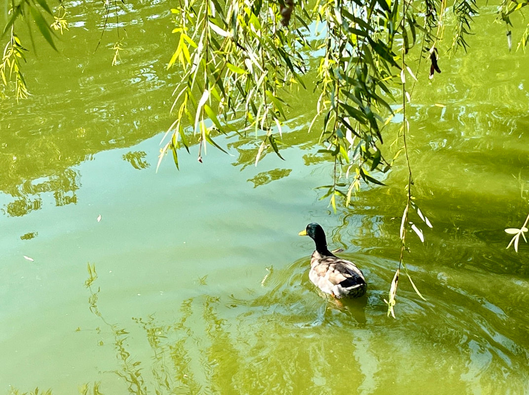在池中悠遊自在的鴨子